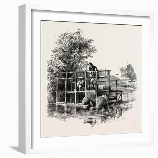 Eel Bucks on the Thames, UK-null-Framed Giclee Print