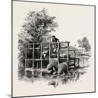 Eel Bucks on the Thames, UK-null-Mounted Giclee Print