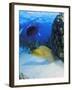 Eel-null-Framed Photographic Print