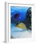 Eel-null-Framed Photographic Print