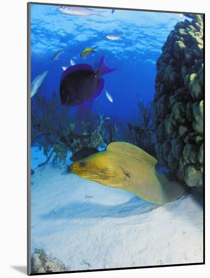 Eel-null-Mounted Photographic Print