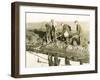 Eeling in Kent, 1930S-null-Framed Photographic Print