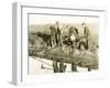 Eeling in Kent, 1930S-null-Framed Photographic Print