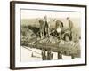 Eeling in Kent, 1930S-null-Framed Photographic Print