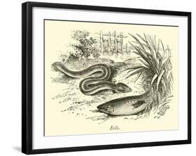 Eels-null-Framed Giclee Print