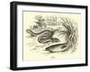 Eels-null-Framed Giclee Print