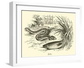 Eels-null-Framed Giclee Print