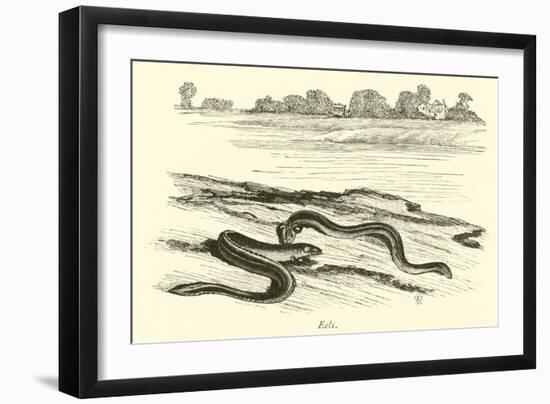 Eels-null-Framed Giclee Print