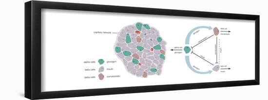 Effects of Major Hormones of Adipose Tissue, the Gastrointestinal Tract, and the Pancreas-Encyclopaedia Britannica-Framed Poster