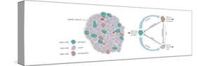 Effects of Major Hormones of Adipose Tissue, the Gastrointestinal Tract, and the Pancreas-Encyclopaedia Britannica-Stretched Canvas