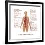 Effects of Tobacco Use-Gwen Shockey-Framed Art Print