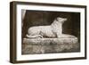 Effigy of Sir Walter Scott's Favourite Dog, Maida-William Henry Fox Talbot-Framed Giclee Print