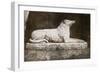 Effigy of Sir Walter Scott's Favourite Dog, Maida-William Henry Fox Talbot-Framed Giclee Print