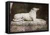 Effigy of Sir Walter Scott's Favourite Dog, Maida-William Henry Fox Talbot-Framed Stretched Canvas