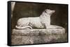 Effigy of Sir Walter Scott's Favourite Dog, Maida-William Henry Fox Talbot-Framed Stretched Canvas