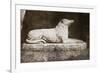 Effigy of Sir Walter Scott's Favourite Dog, Maida-William Henry Fox Talbot-Framed Giclee Print