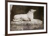 Effigy of Sir Walter Scott's Favourite Dog, Maida-William Henry Fox Talbot-Framed Giclee Print