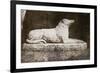 Effigy of Sir Walter Scott's Favourite Dog, Maida-William Henry Fox Talbot-Framed Giclee Print