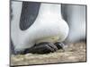 Egg being incubated by adult King Penguin while balancing on feet, Falkland Islands.-Martin Zwick-Mounted Photographic Print