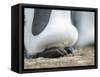 Egg being incubated by adult King Penguin while balancing on feet, Falkland Islands.-Martin Zwick-Framed Stretched Canvas