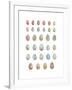 Egg Collection-Sandra Jacobs-Framed Giclee Print