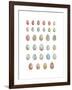 Egg Collection-Sandra Jacobs-Framed Giclee Print