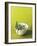 Egg Fried Rice with Spring Onions and Peas (Asia) - Conde Nast Collection-null-Framed Photographic Print