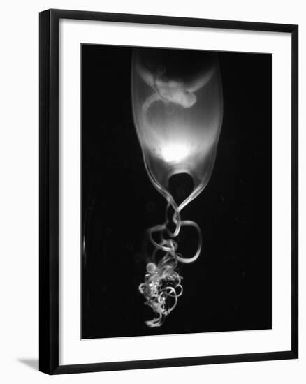 Egg of Cartilaginous Fish-Henry Horenstein-Framed Photographic Print