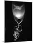 Egg of Cartilaginous Fish-Henry Horenstein-Mounted Photographic Print