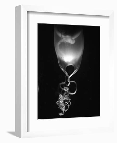 Egg of Cartilaginous Fish-Henry Horenstein-Framed Photographic Print