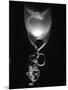 Egg of Cartilaginous Fish-Henry Horenstein-Mounted Photographic Print