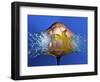 Eggceptional-Alan Sailer-Framed Photographic Print