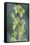 Eggleaf twayblade (Listera ovata), Klein Schietveld, Brasschaat, Belgium. May-Bernard Castelein-Framed Stretched Canvas