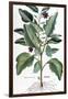 Eggplant, 1735-Elizabeth Blackwell-Framed Giclee Print