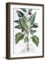 Eggplant, 1735-Elizabeth Blackwell-Framed Giclee Print