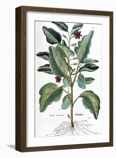 Eggplant, 1735-Elizabeth Blackwell-Framed Giclee Print