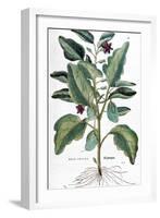 Eggplant, 1735-Elizabeth Blackwell-Framed Giclee Print