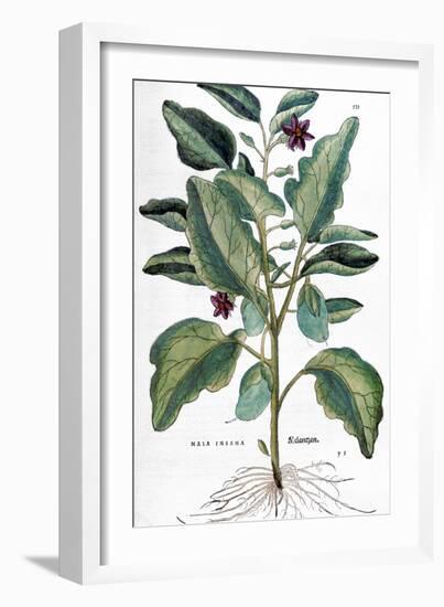 Eggplant, 1735-Elizabeth Blackwell-Framed Giclee Print