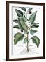 Eggplant, 1735-Elizabeth Blackwell-Framed Giclee Print