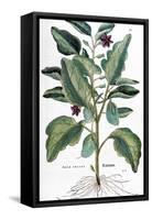 Eggplant, 1735-Elizabeth Blackwell-Framed Stretched Canvas