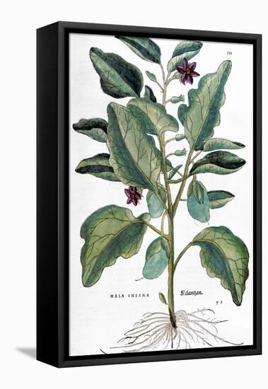 Eggplant, 1735-Elizabeth Blackwell-Framed Stretched Canvas