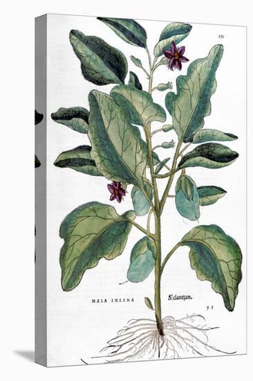 Eggplant, 1735-Elizabeth Blackwell-Stretched Canvas