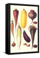 Eggplant, Nuts, and Tubers-Philippe-Victoire Leveque de Vilmorin-Framed Stretched Canvas