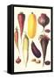 Eggplant, Nuts, and Tubers-Philippe-Victoire Leveque de Vilmorin-Framed Stretched Canvas