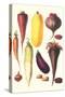 Eggplant, Nuts, and Tubers-Philippe-Victoire Leveque de Vilmorin-Stretched Canvas