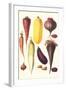 Eggplant, Nuts, and Tubers-Philippe-Victoire Leveque de Vilmorin-Framed Art Print