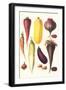 Eggplant, Nuts, and Tubers-Philippe-Victoire Leveque de Vilmorin-Framed Art Print