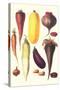 Eggplant, Nuts, and Tubers-Philippe-Victoire Leveque de Vilmorin-Stretched Canvas