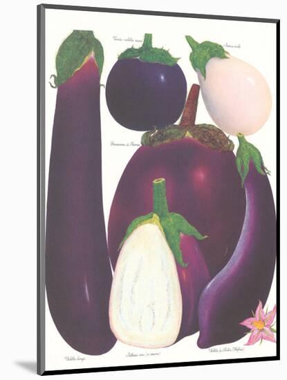 Eggplant-null-Mounted Premium Giclee Print
