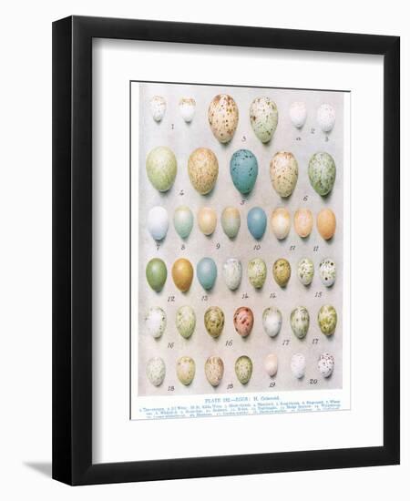 Eggs:Greenfinch:Goldfinch Etc, Illustration from 'British Birds' by Kirkman and Jourdain, 1966-Hendrik Gronvold-Framed Premium Giclee Print